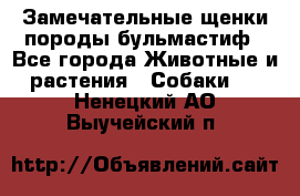 Замечательные щенки породы бульмастиф - Все города Животные и растения » Собаки   . Ненецкий АО,Выучейский п.